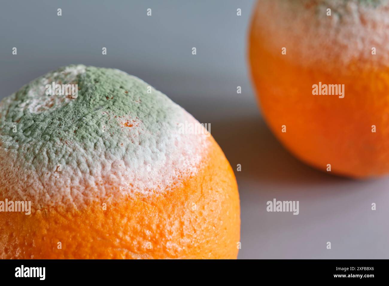Two oranges with green and white mold on a gray surface. Image with selective focus Stock Photo