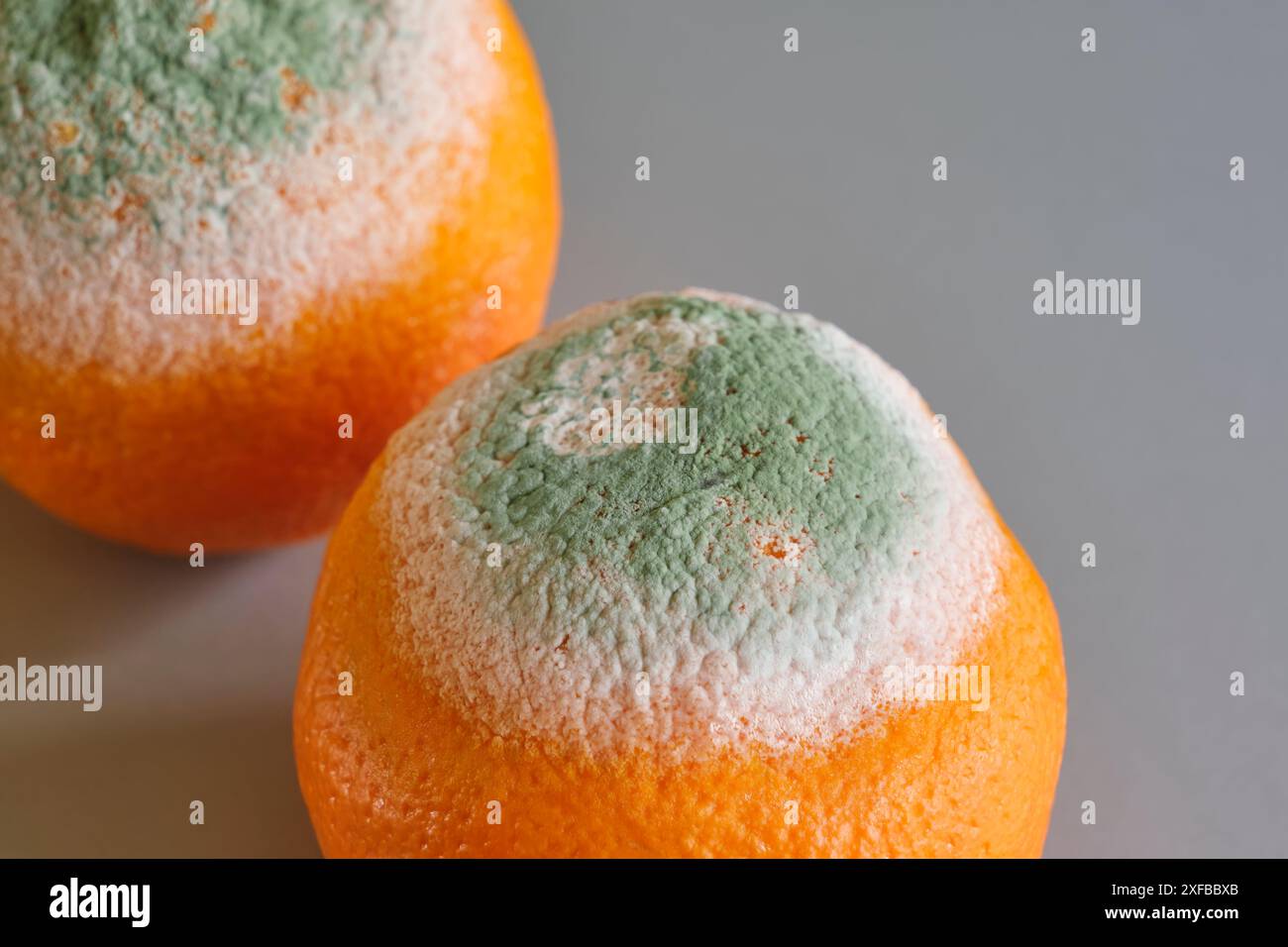 Two oranges with green and white mold on a gray surface. Image with selective focus Stock Photo