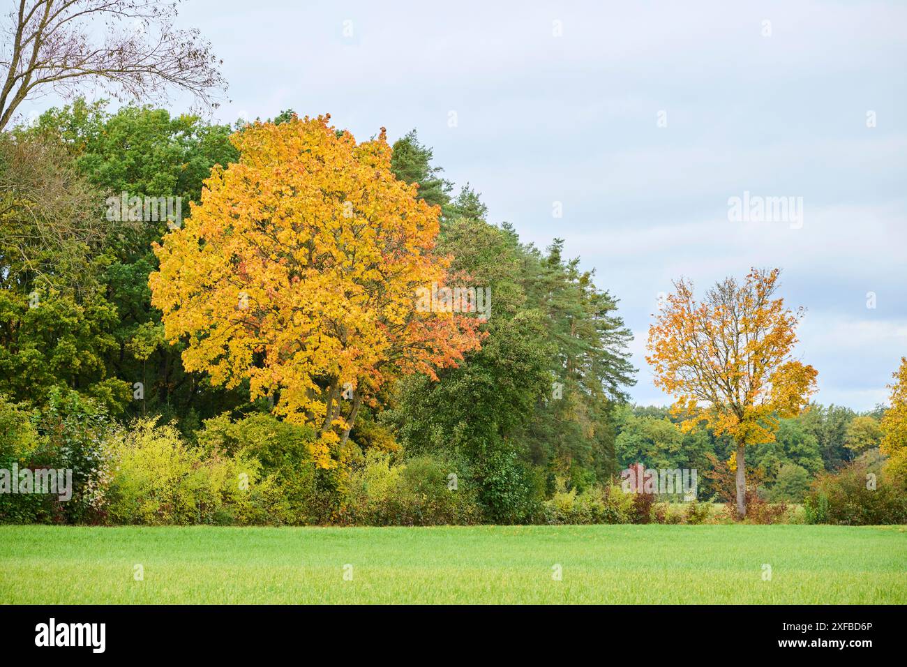Norway maple (Acer platanoides) tree in autumn colours, Bavaria ...