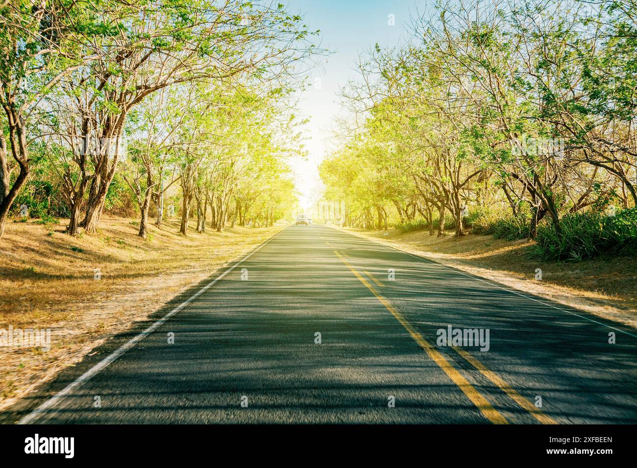 Asphalt road surrounded trees hi-res stock photography and images - Alamy
