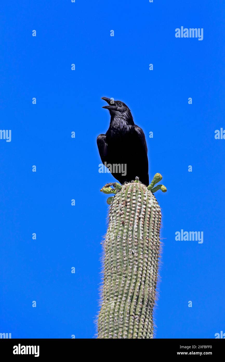 Chihuahuan raven corvus cryptoleucus hi-res stock photography and images -  Alamy