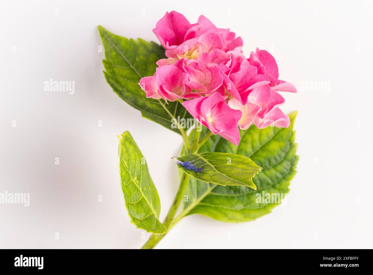 Pink hydrangea flowers hi-res stock photography and images - Alamy