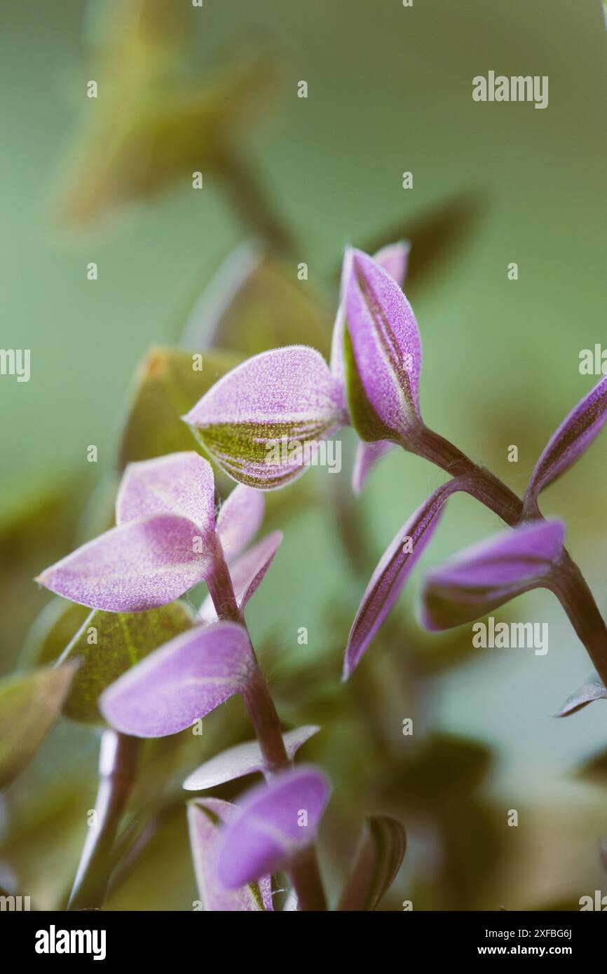 Callisia repens hi-res stock photography and images - Alamy