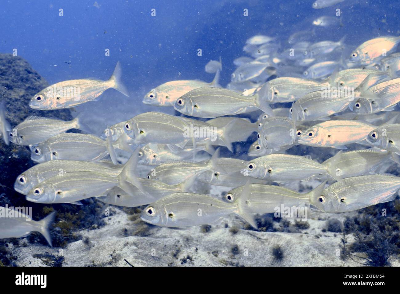 A shoal of silvery fish, armpit bream (Pagellus acarne), swimming close together above the seabed. Dive site El Cabron marine reserve, Arinaga, Gran Stock Photo