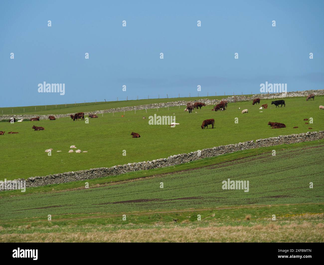 Green meadow with grazing cows and sheep on a rolling hillside, lerwick ...