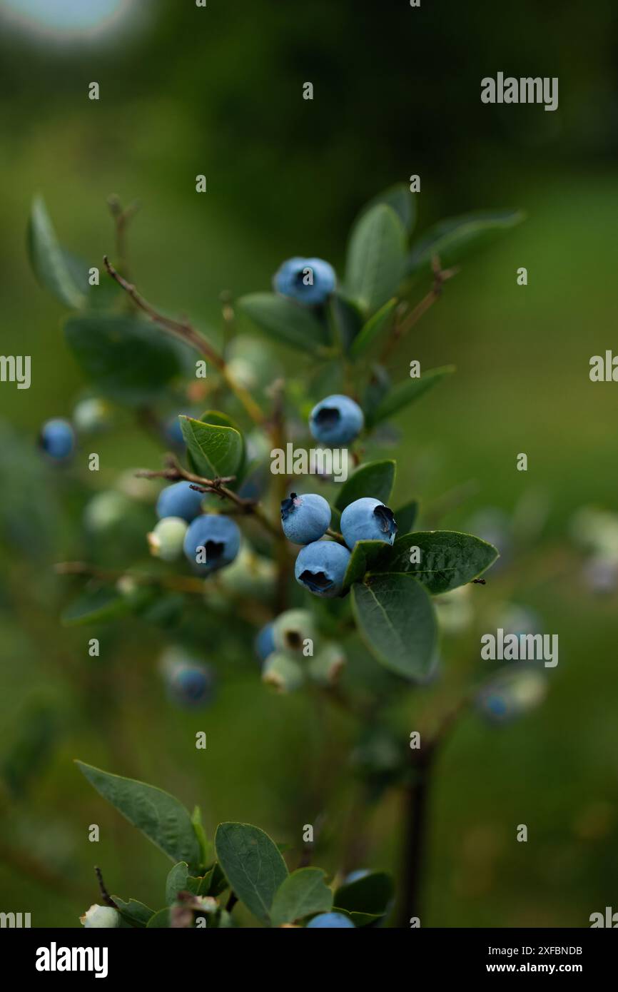Blueberries ripen in summer garden, Vaccinium angustifolium organic ...