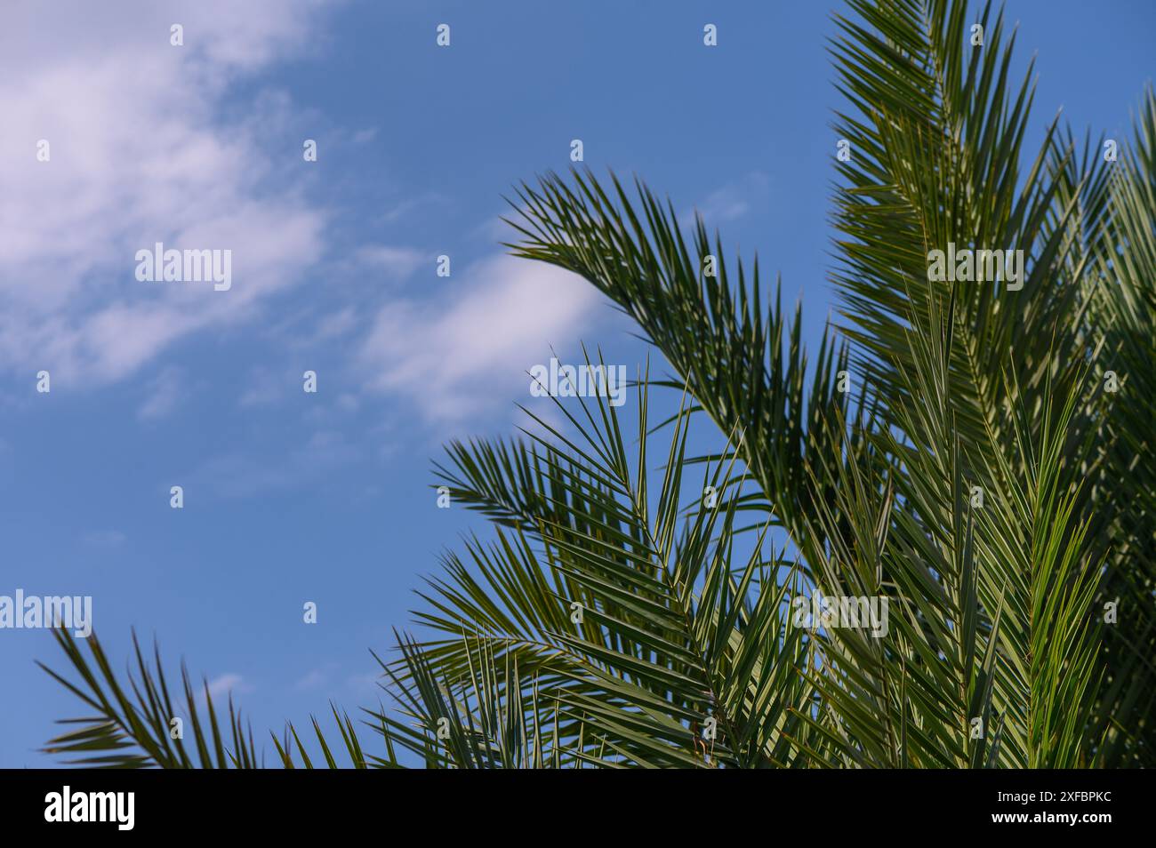 palm leaf against blue sky 6 Stock Photo - Alamy