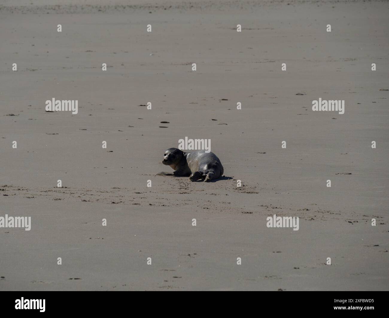 A lone seal lies quietly on the sandy beach Stock Photo - Alamy