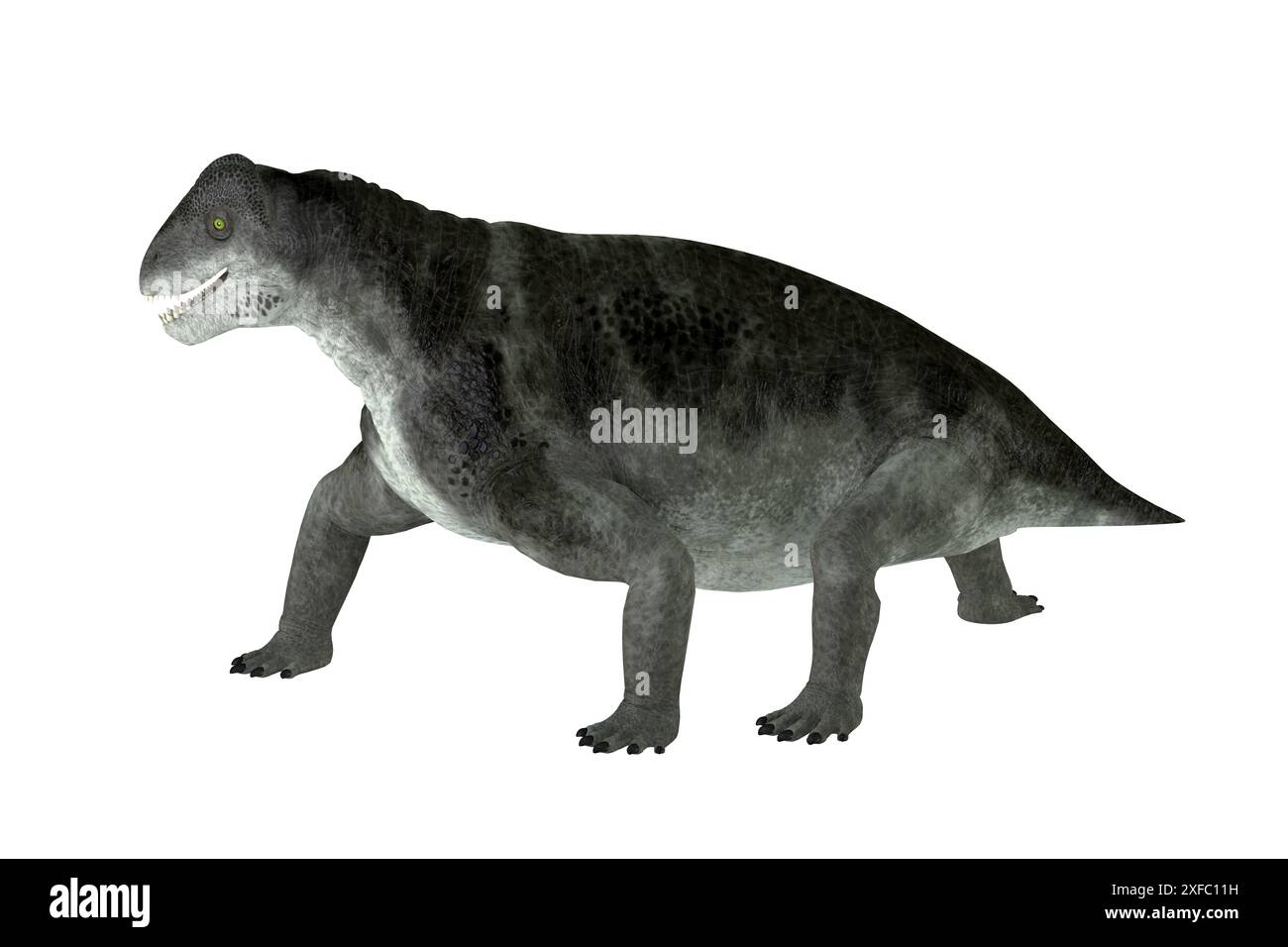 Ulemosaurus is an extinct genus of dinocephalian therapsids that lived ...