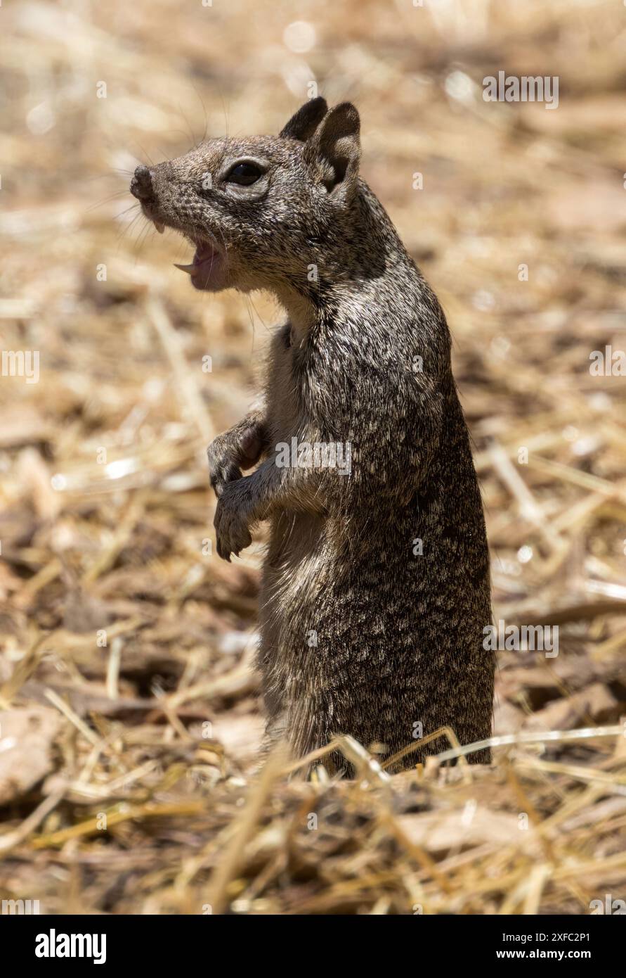 Ground squirrel warning california hi-res stock photography and images ...