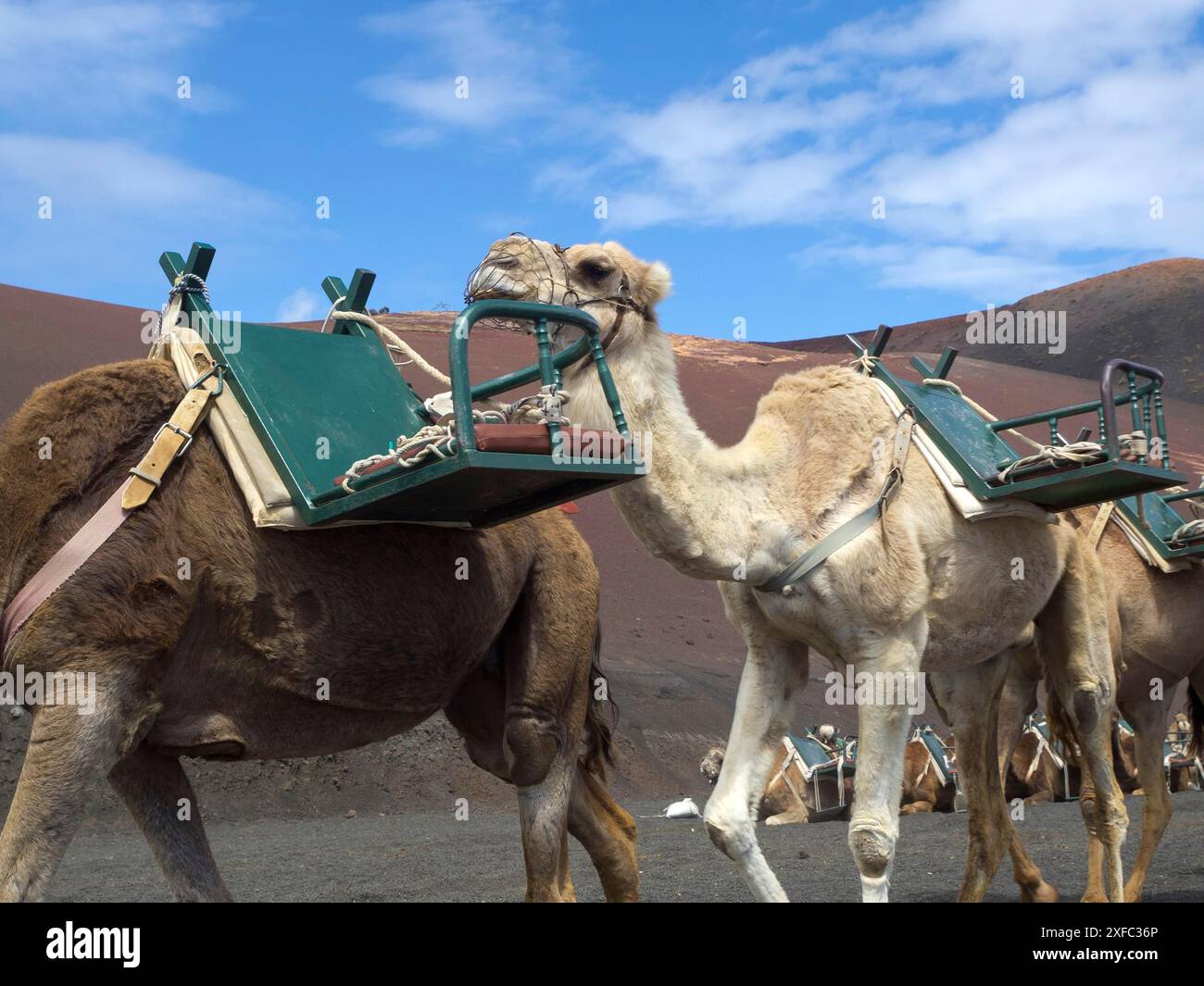 Camels carrying loads through a desert-like landscape in front of a ...