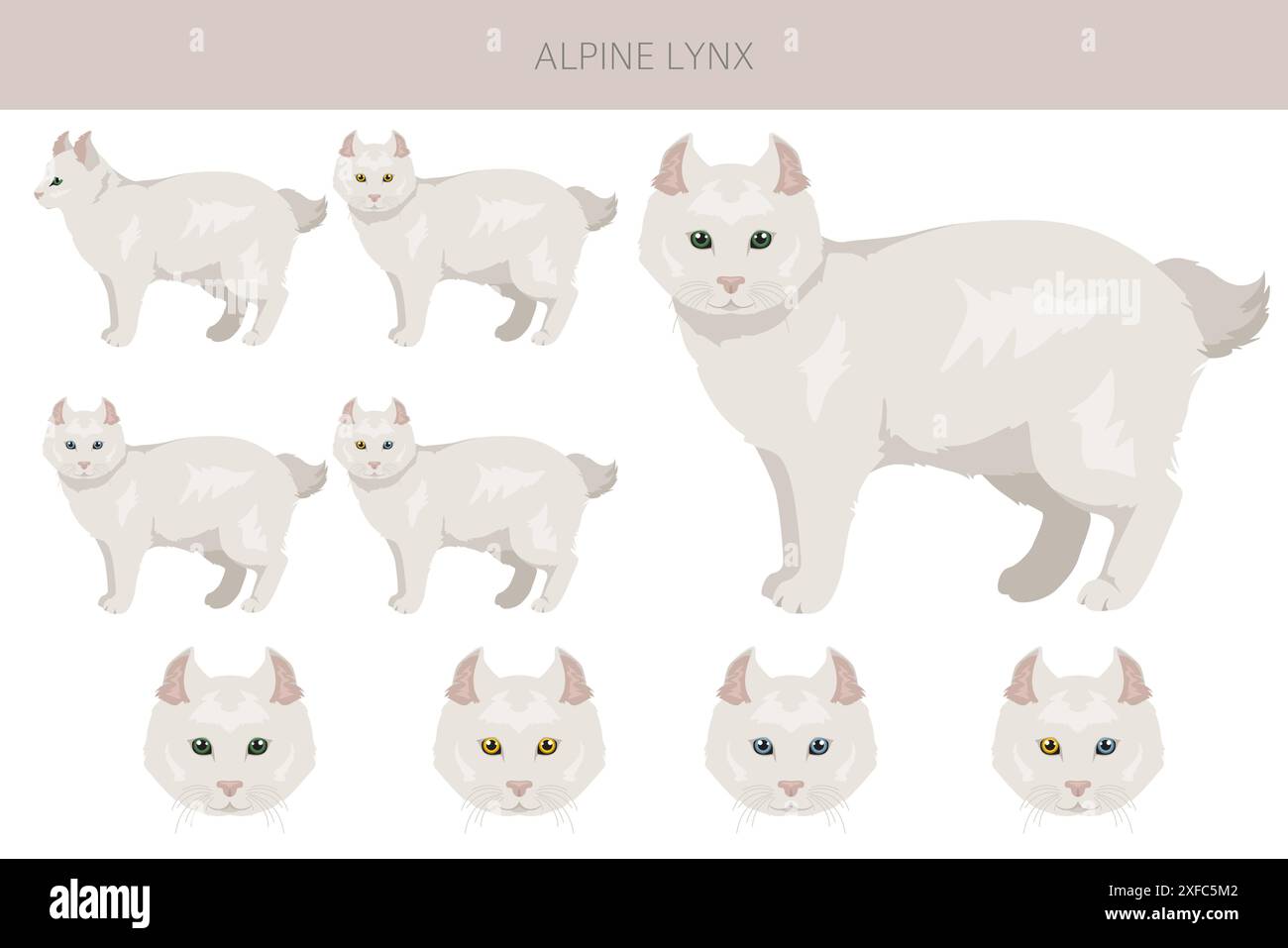 Alpine Lynx clipart. Highlander, All coat colors set. All cat breeds ...