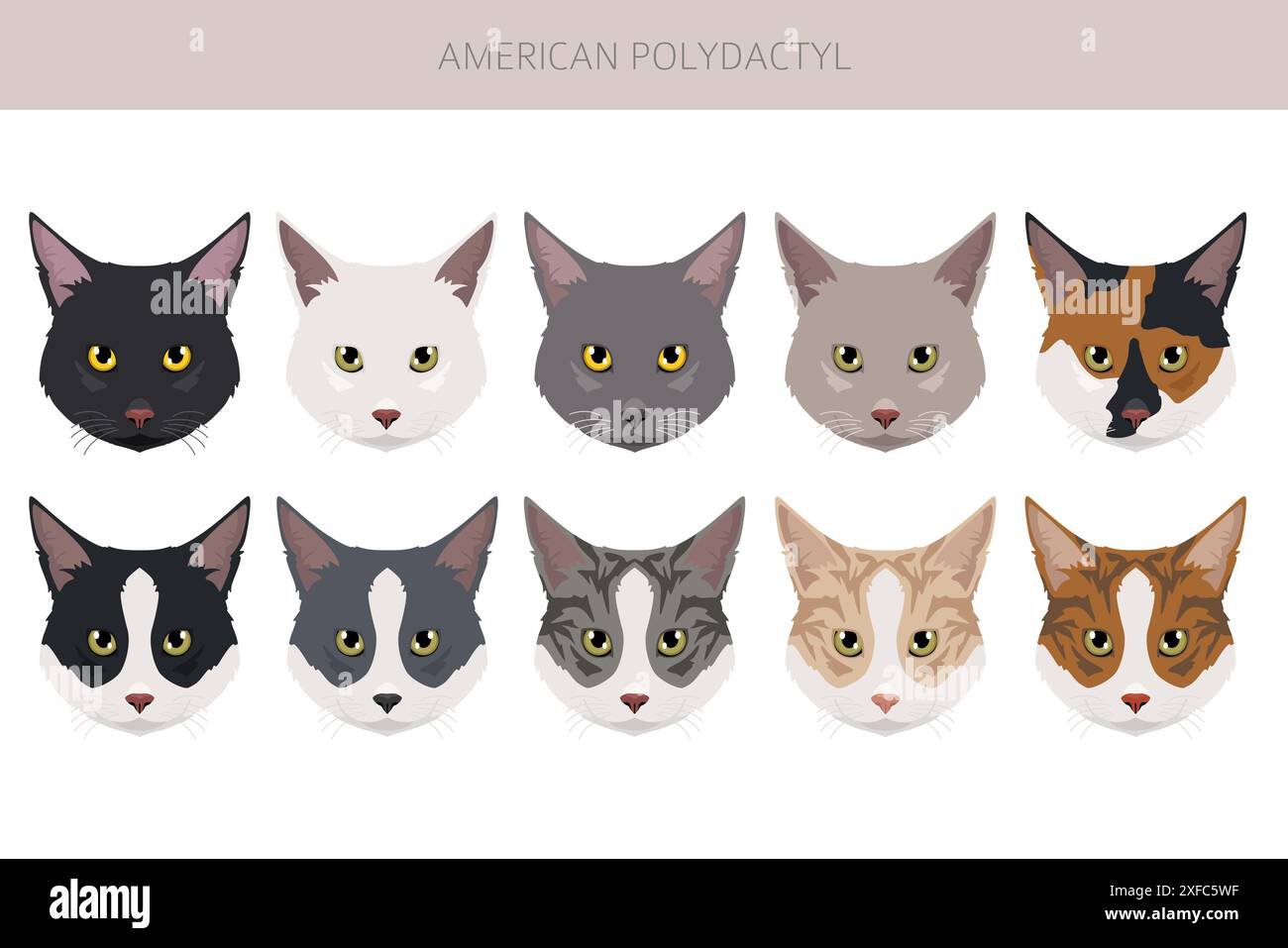 American Polydactyl cat clipart. All coat colors set. All cat breeds ...