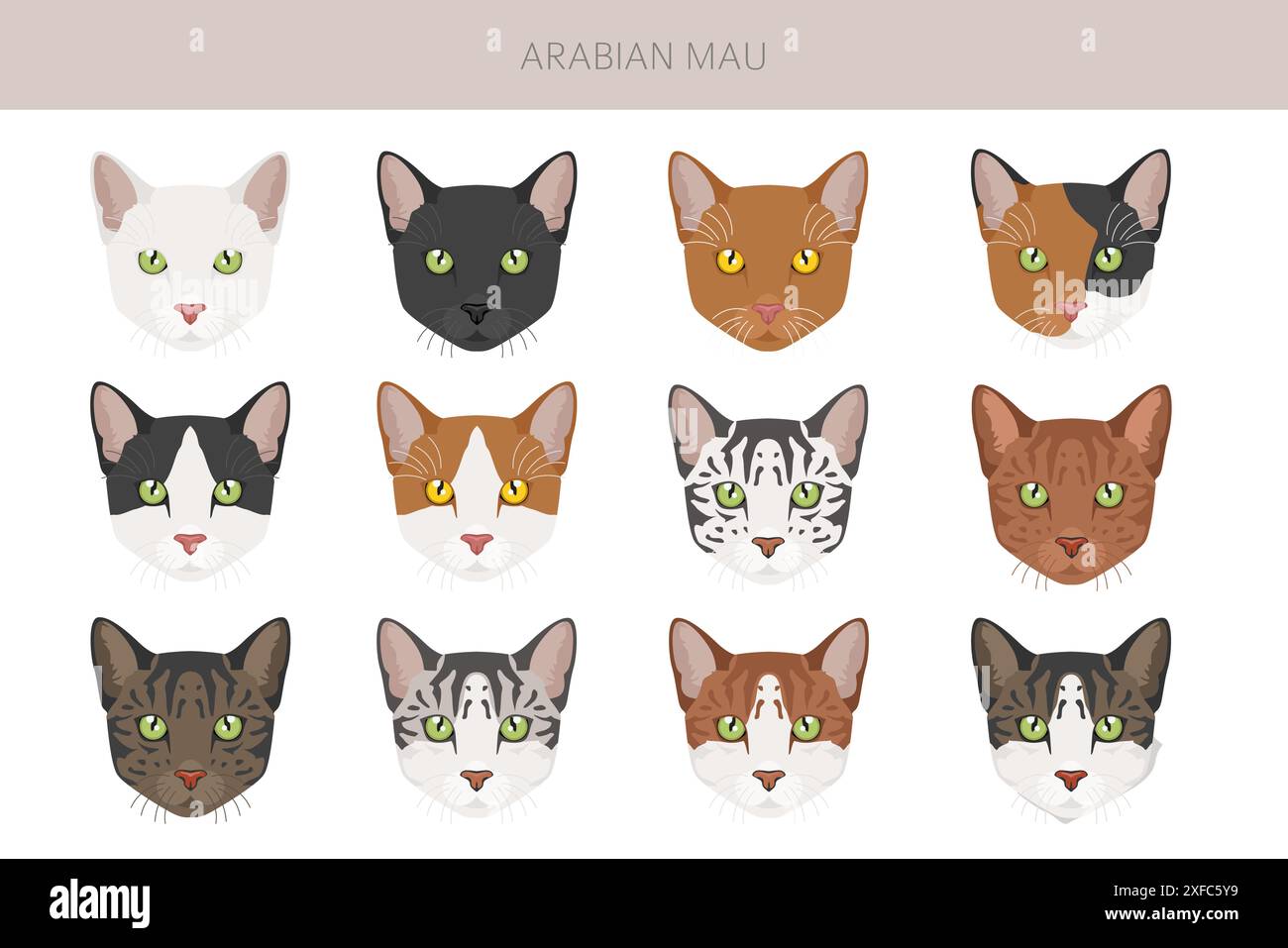 Arabian Mau cat clipart. All coat colors set.  All cat breeds characteristics infographic. Vector illustration Stock Vector