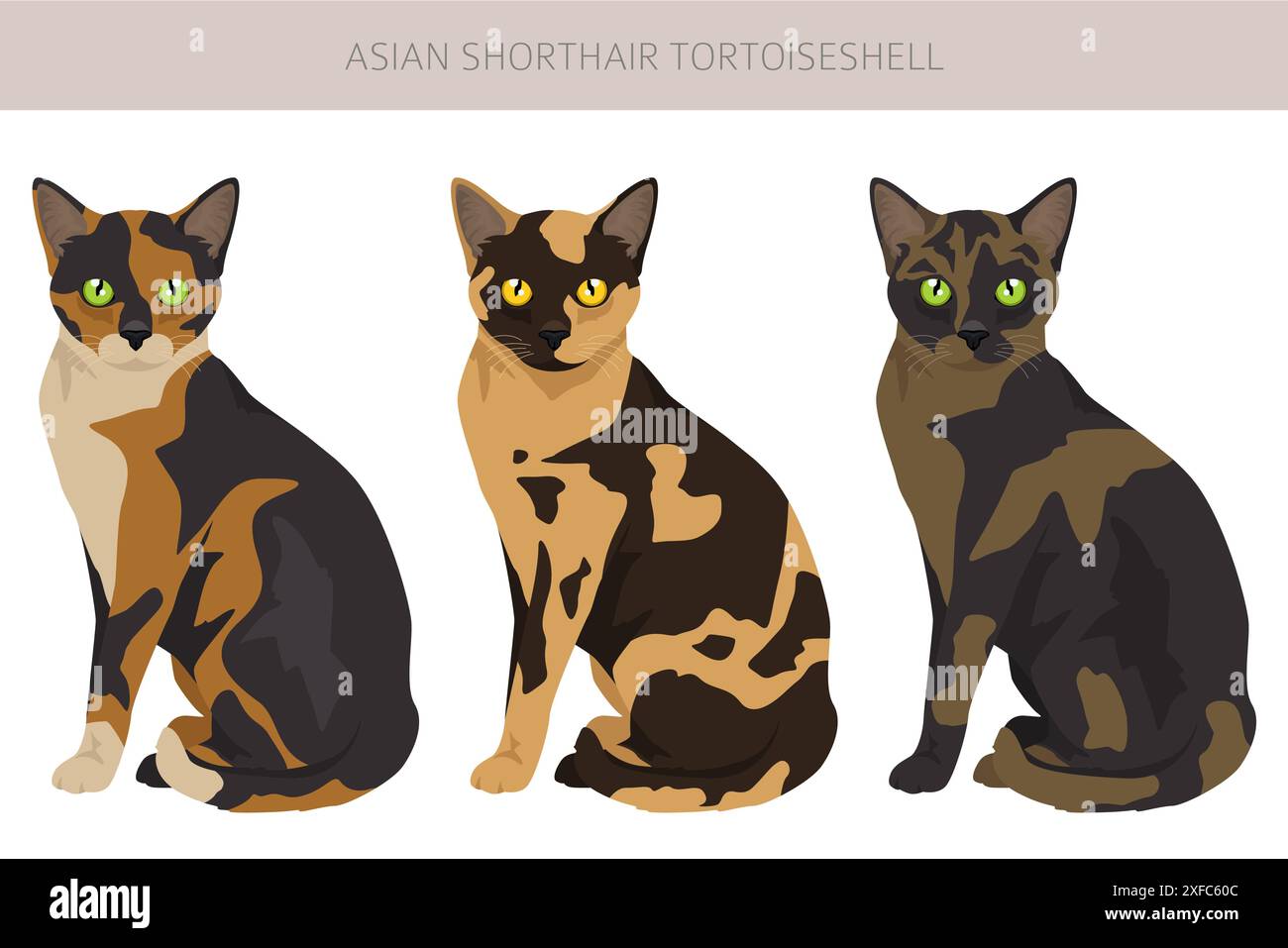 Asian shorthair Tortoiseshell cat clipart. All coat colors Asian Tortie set. All cat breeds ...