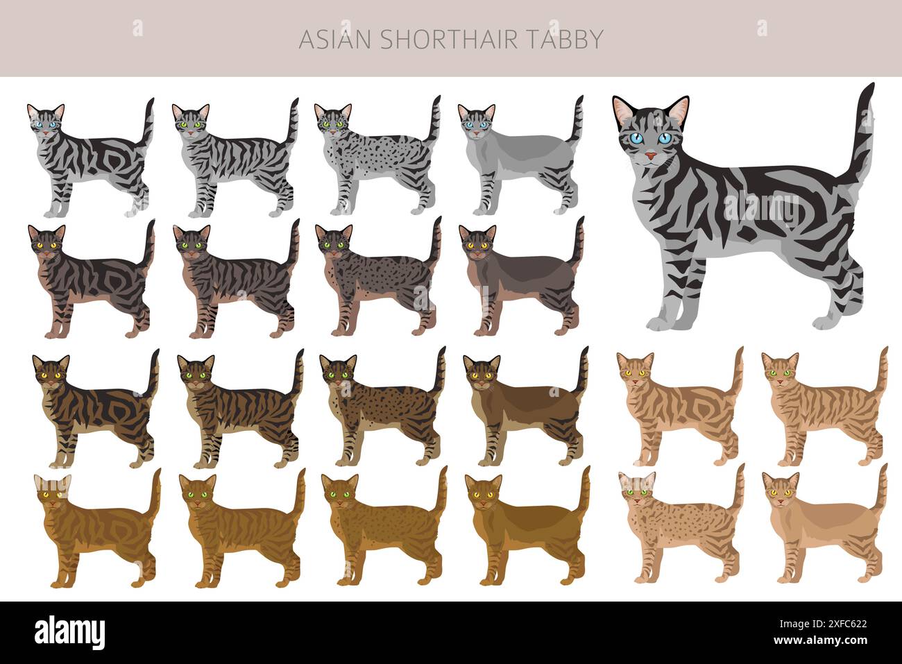 Asian shorthair Tabby cat clipart. All coat colors set. All cat breeds characteristics