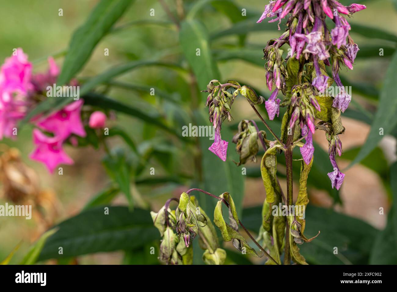 Garden Phlox plant with brown dying stems and leaves. Flower garden