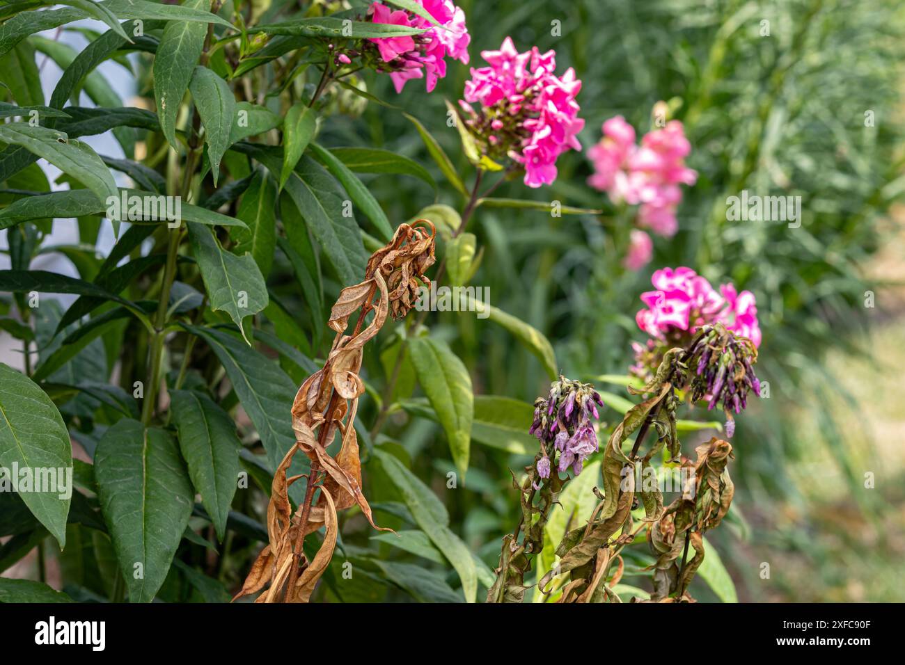 Garden Phlox plant with brown dying stems and leaves. Flower garden