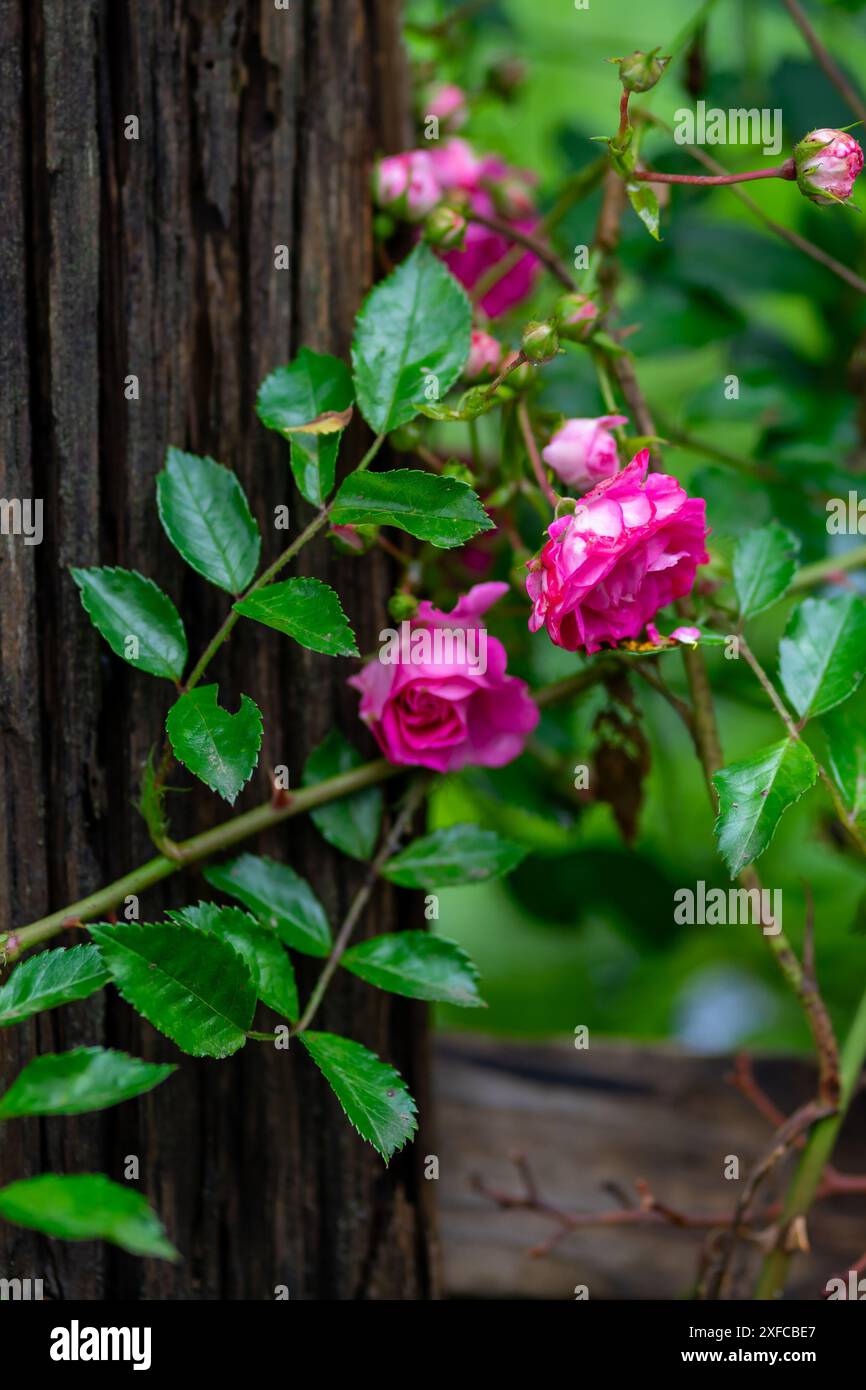 Small pink rose flowers growing near a wooden fence. Stock Photo