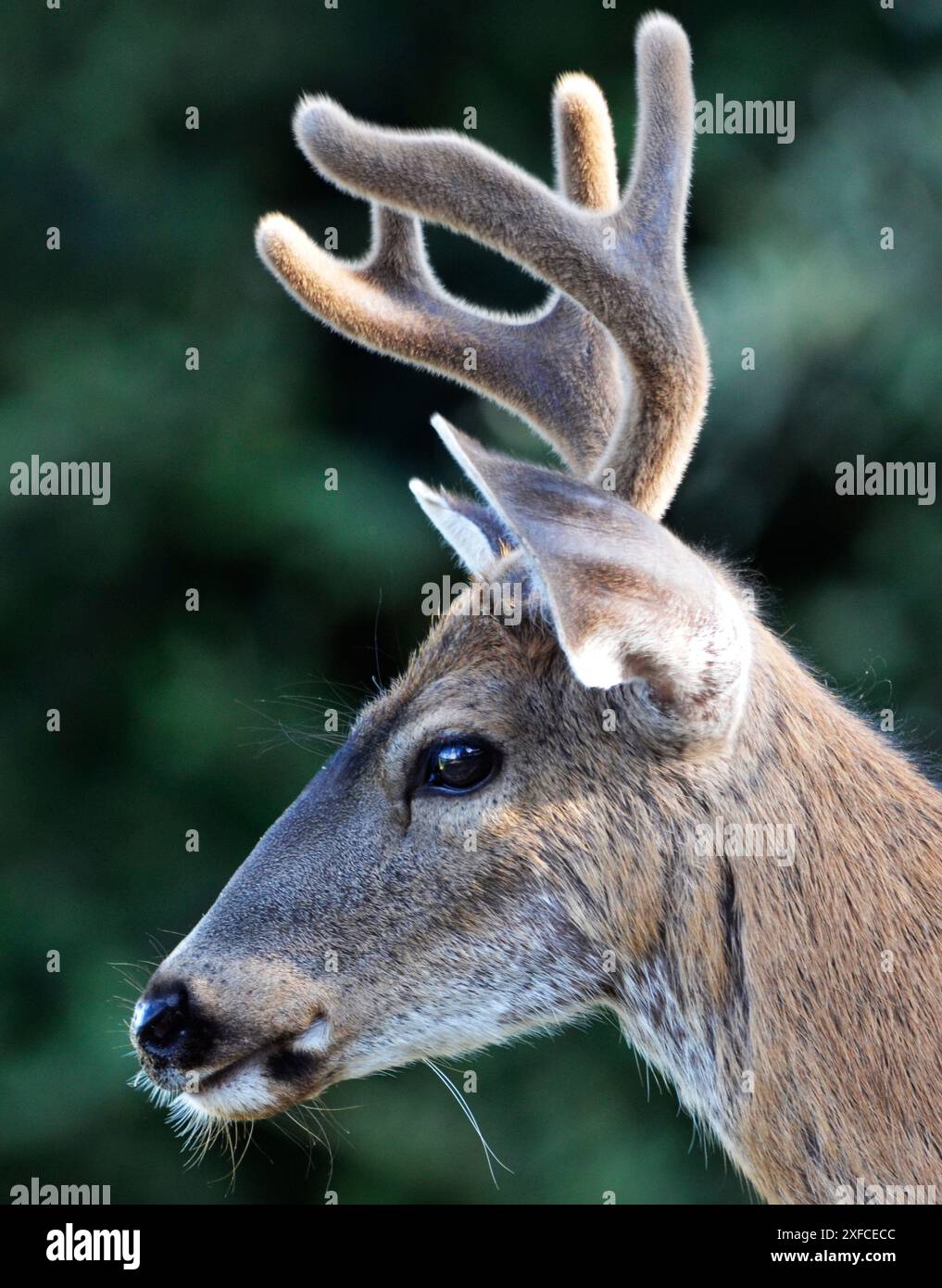 Deer shedding velvet hi-res stock photography and images - Alamy