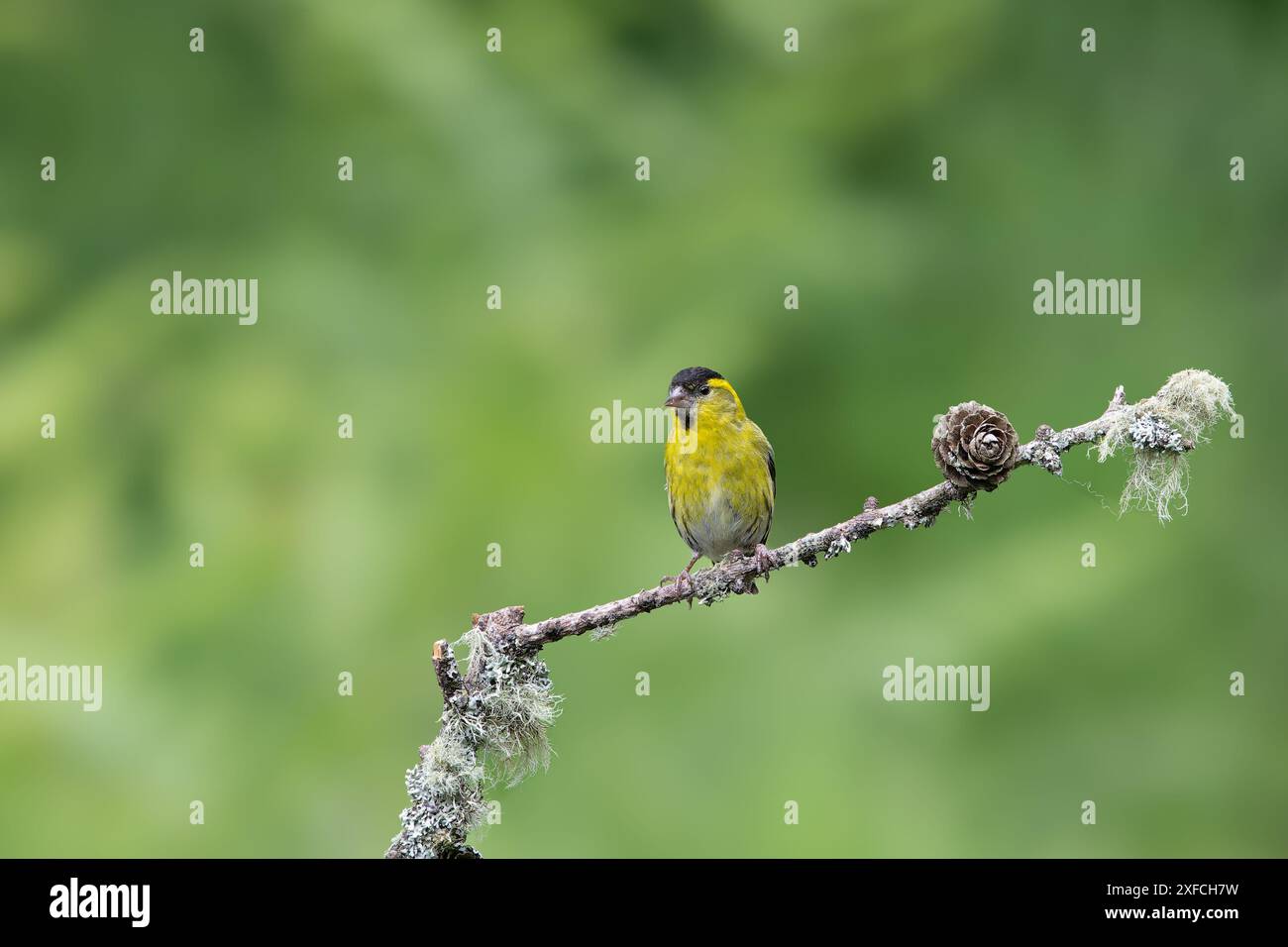 Male Siskin, Spinus spinus, perched on a lichen coverd twig Stock Photo