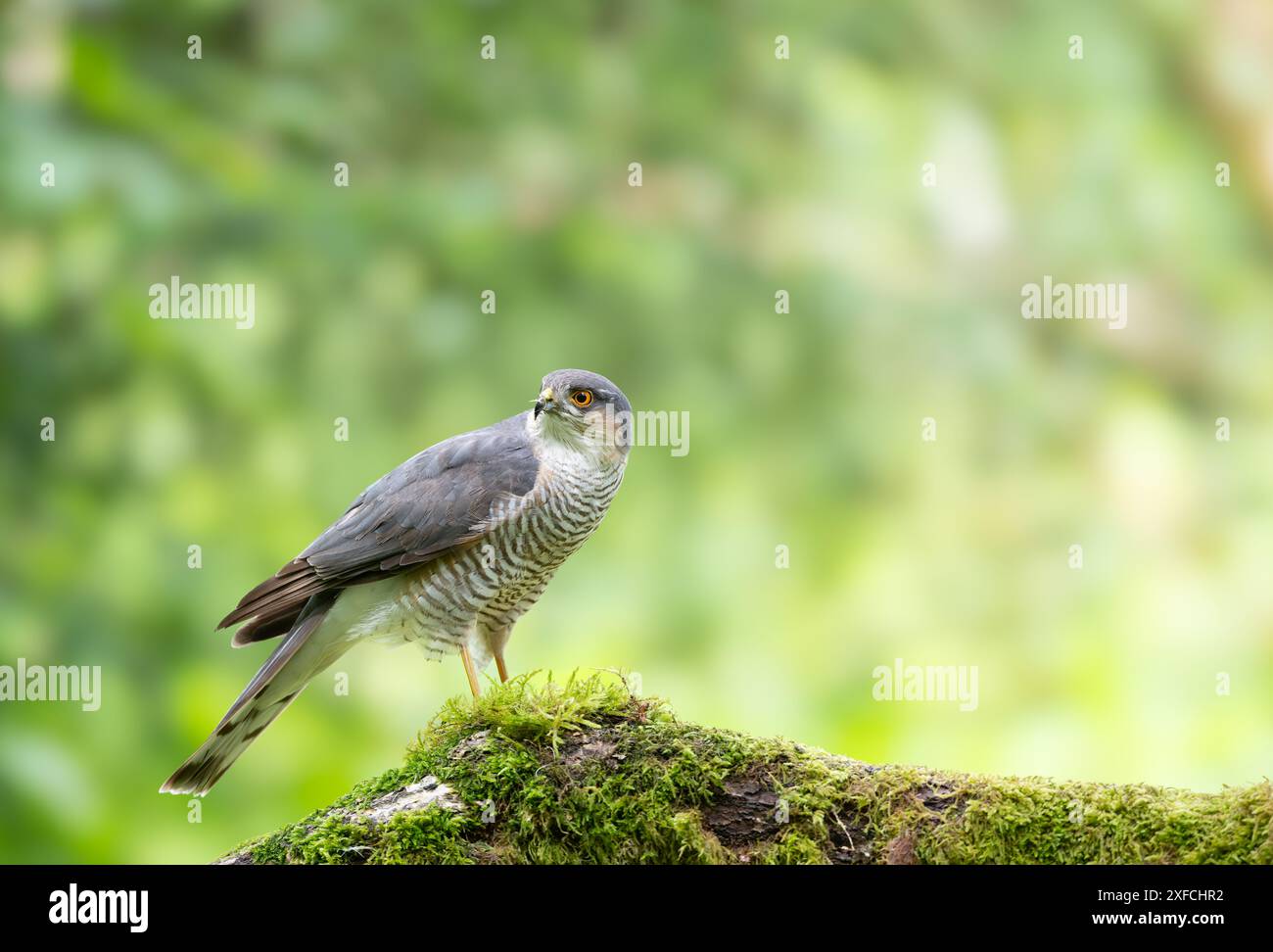 Eurasian Sparrowhawk,Accipiter nisus, perched on a moss covered branch Stock Photo