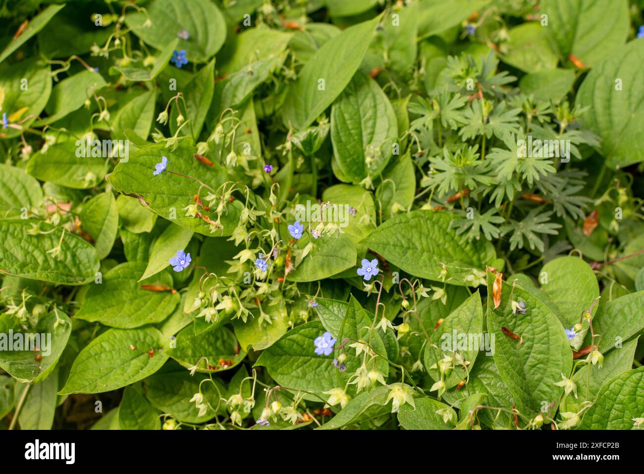 Slender stems hi-res stock photography and images - Alamy