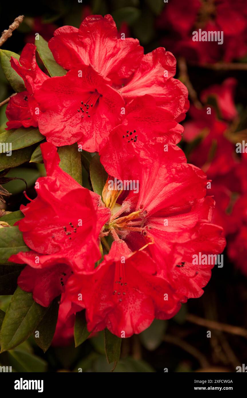 Cornwall Rhododendron Red Rhododendron Flowers, Trelissick Gardens, Cornwall, UK ...