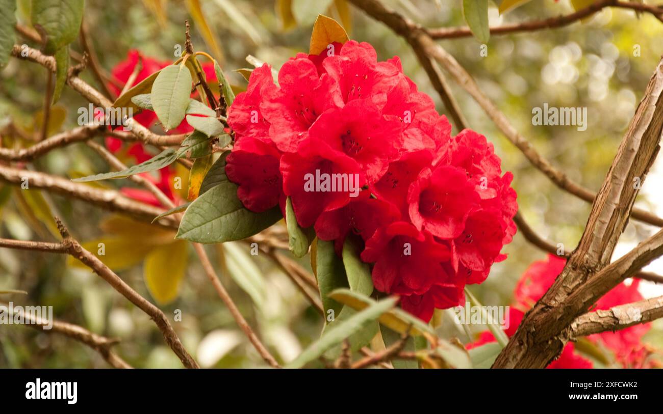 Red Rhododendron Flowers, Trelissick Gardens, Cornwall, UK Stock Photo ...