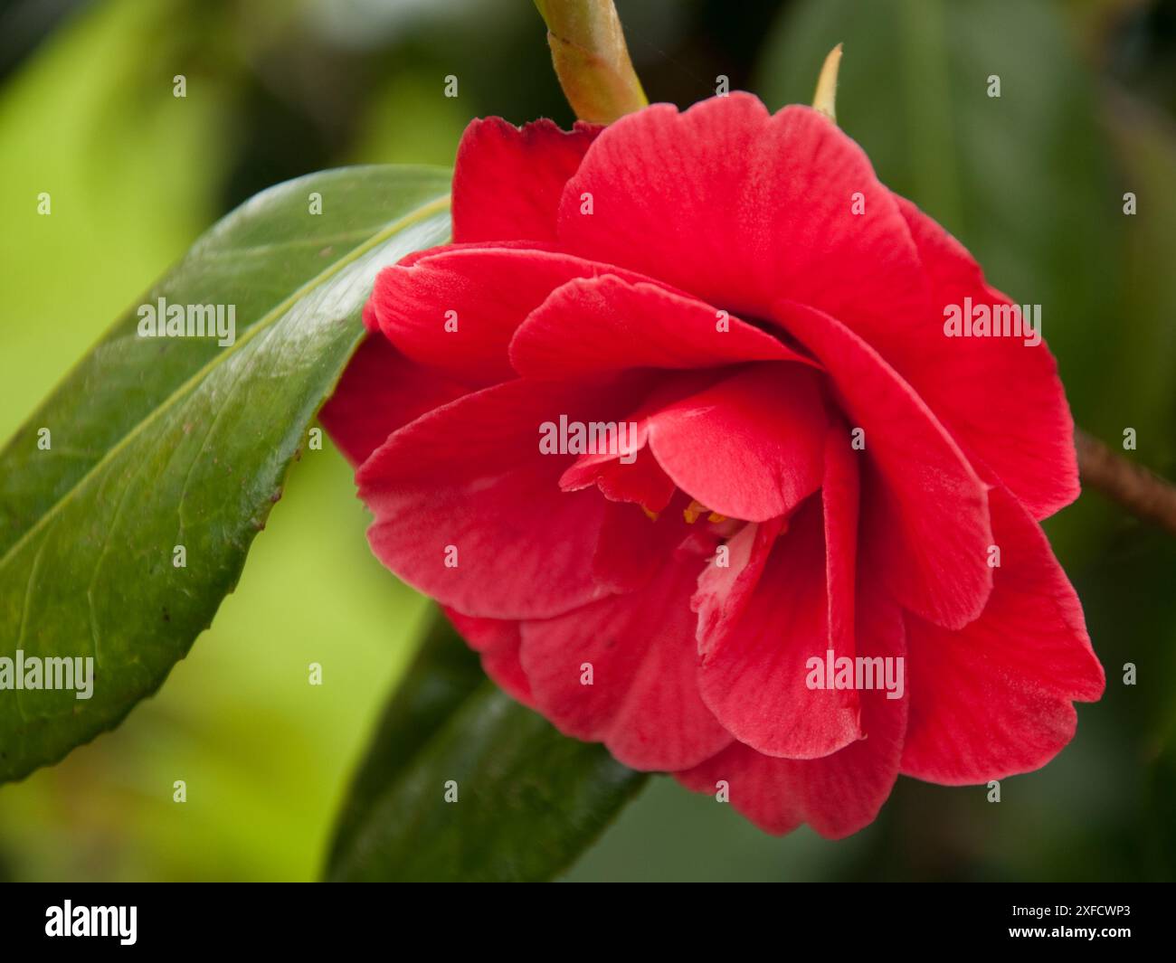 Camelia japonica red hi-res stock photography and images - Alamy