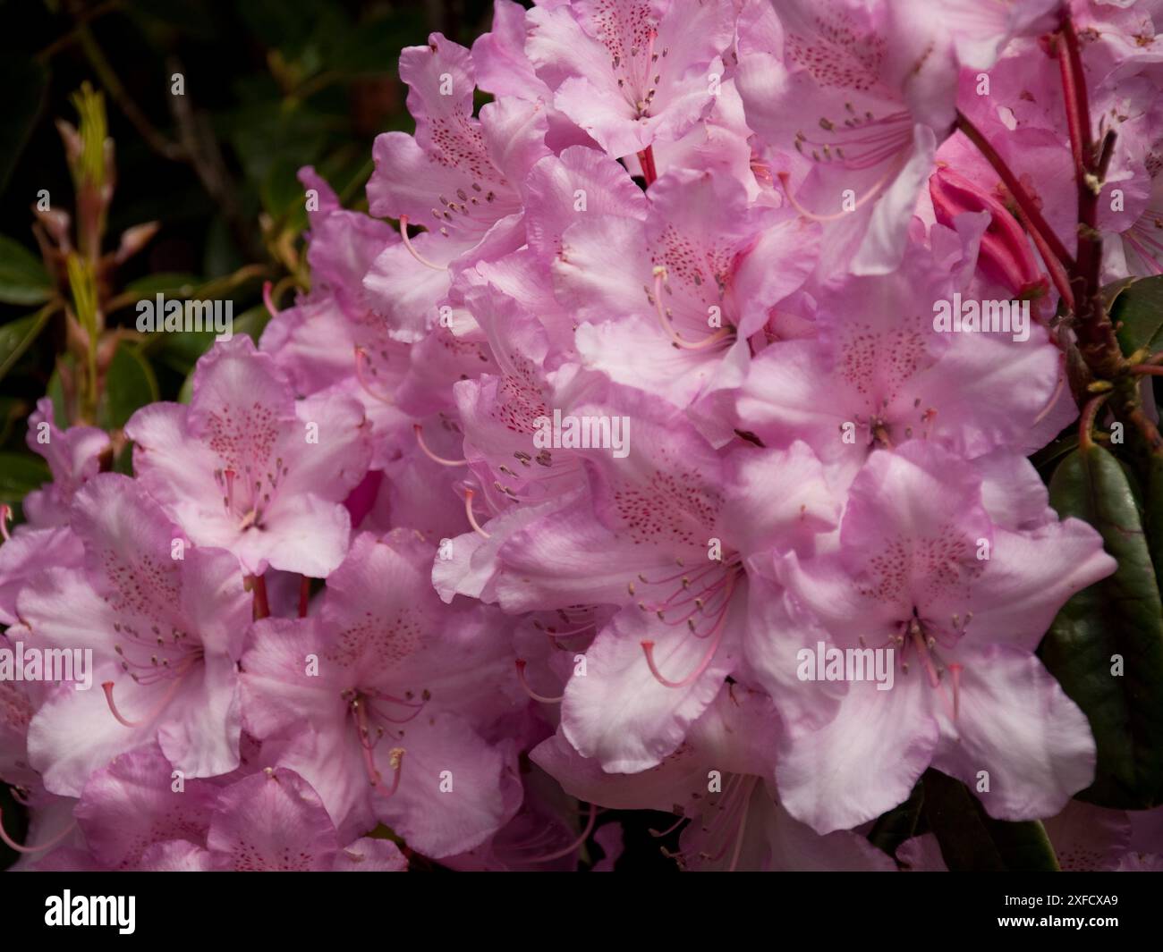 Cornwall Rhododendron Pink Rhododendron Flowers, Lost Gardens of Heligan, Cornwall, UK. The ...