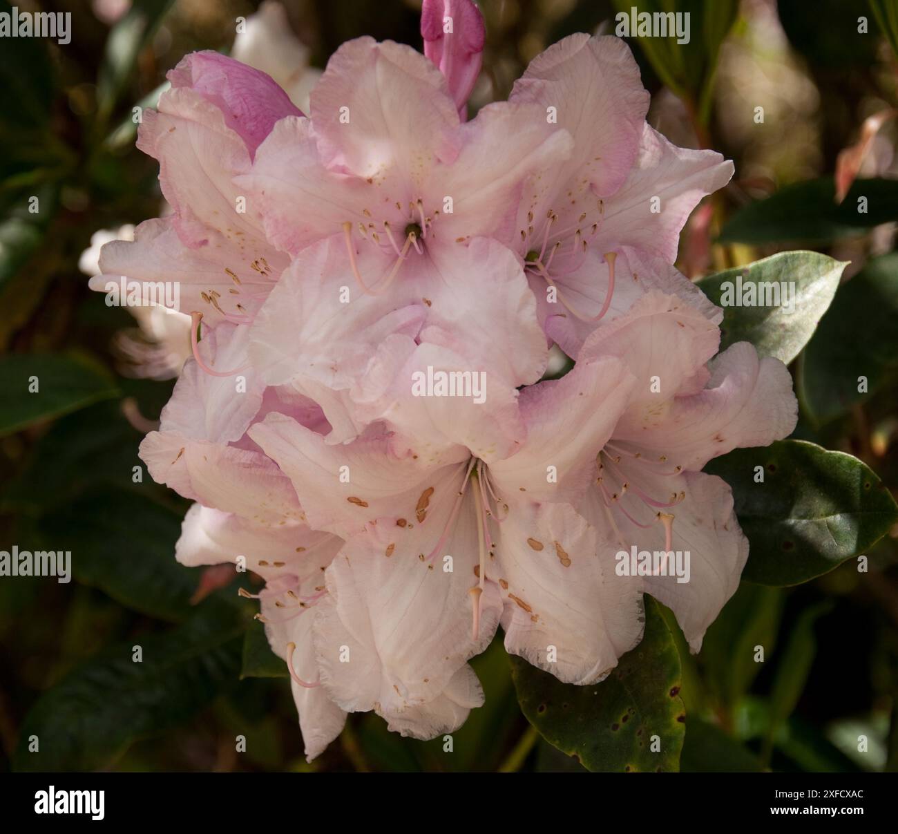 Cornwall Rhododendron Pink Rhododendron Flowers, Lost Gardens of Heligan, Cornwall, UK. The ...