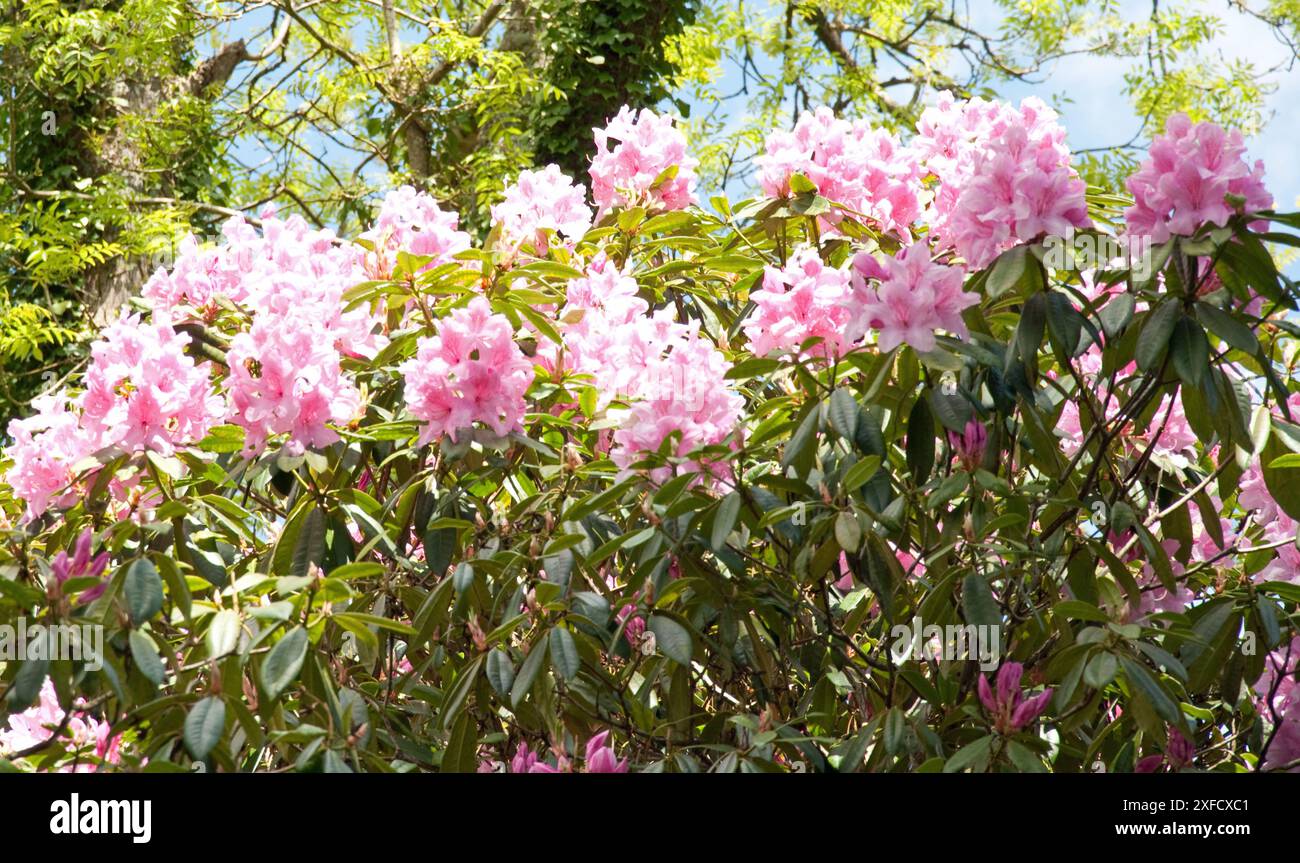Cornwall Rhododendron Pink Rhododendron Flowers, Lost Gardens of Heligan, Cornwall, UK. The ...