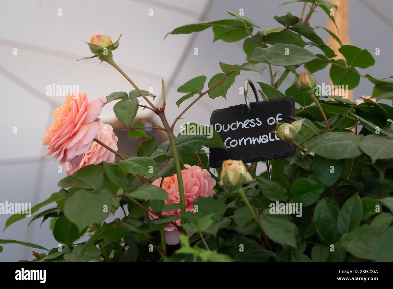 Hampton court palace flower show rose hi-res stock photography and ...