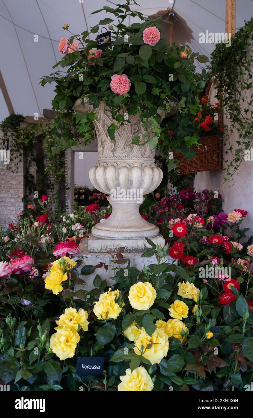 Fryers rose hi-res stock photography and images - Alamy