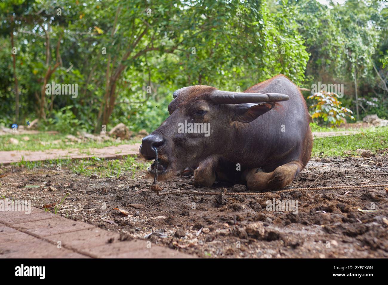 A buffalo lying on the ground, close-up Stock Photo