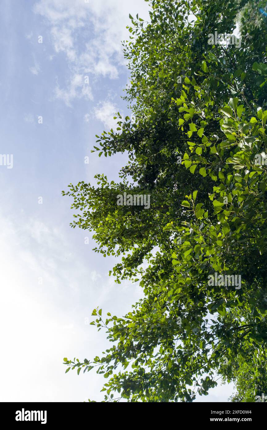 Lush Tree Crown Viewed from Below Up Stock Photo