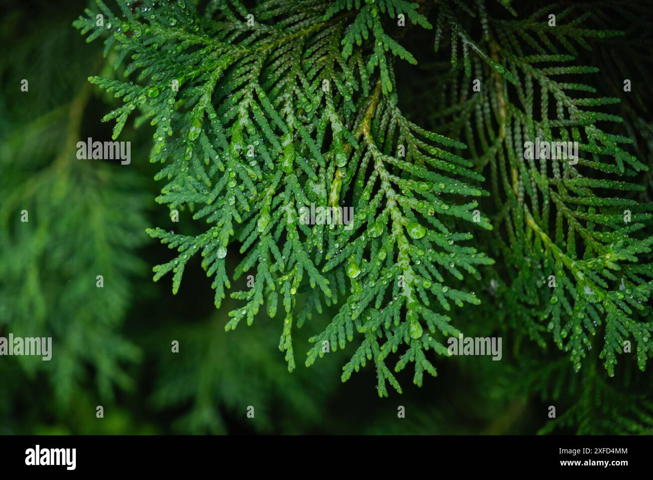 nature green leaves with raindrops backgrounds Stock Photo - Alamy