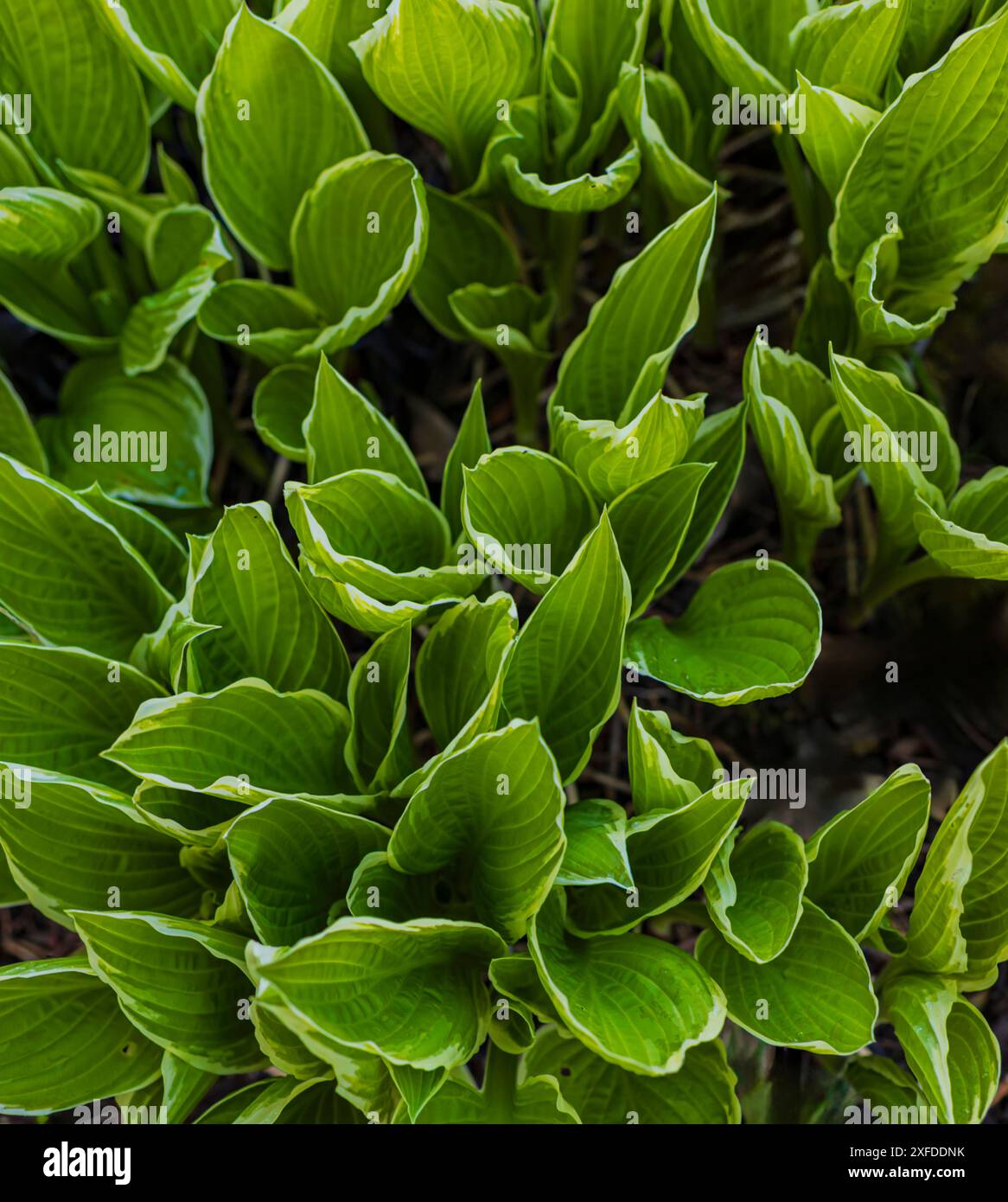 Plantain lily (Hosta sp.) leaves. Stock Photo