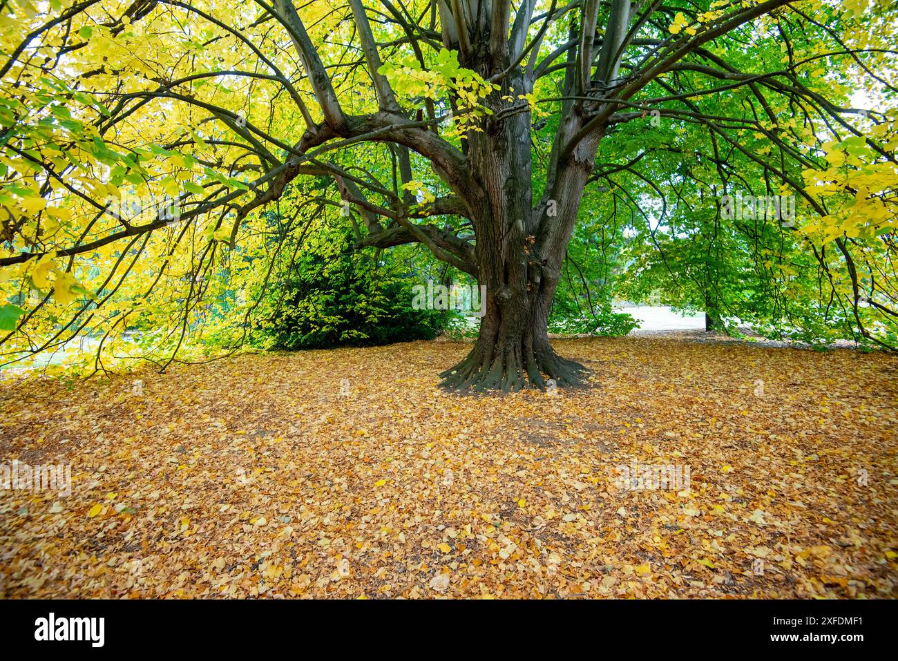 Tilia branch yellow leaves hi-res stock photography and images - Alamy