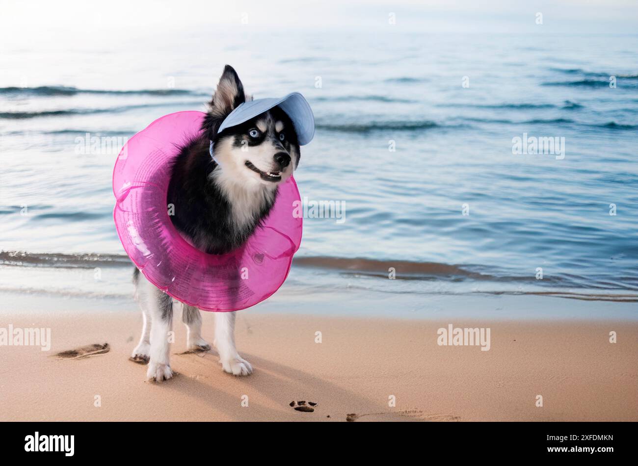 Backround Pomsky picture of a pomsky in front of white background Stock Photo - Alamy