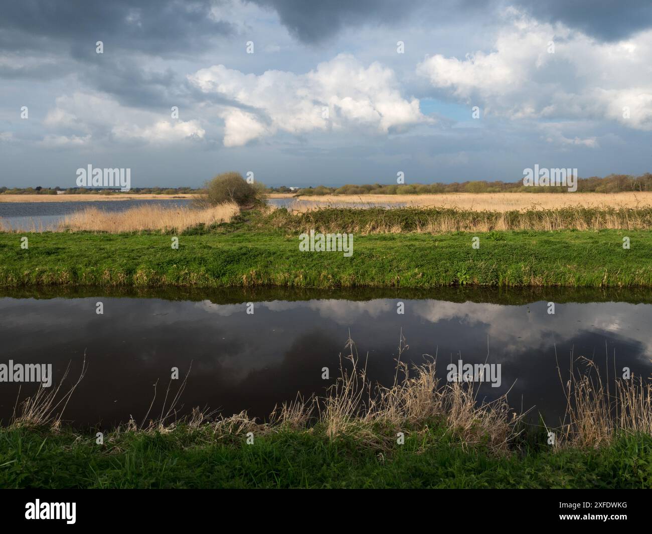 Water channel, reedbed and pool, Shapwick Heath National Nature Reserve ...