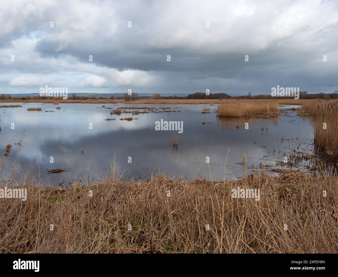 Reedbeds and pool from the Loop Trail, Ham Wall RSPB reserve, Avalon Marshes, Somerset Levels and Moors, England, UK, February 2020 Stock Photo