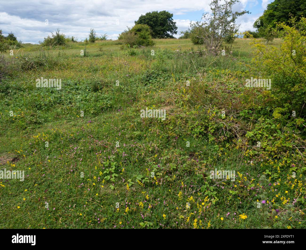 Lady's bedstraw Galium verum and Restharrow Ononis repens on chalk downland, St Catherine's Hill Nature Reserve, Hampshie and Isle of Wight Wildlife T Stock Photo