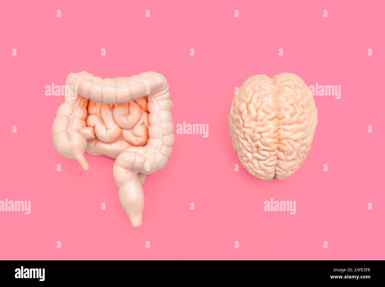 Anatomical brain and intestines models placed side by side on a pink background. Mind-gut relationship concept. Stock Photo