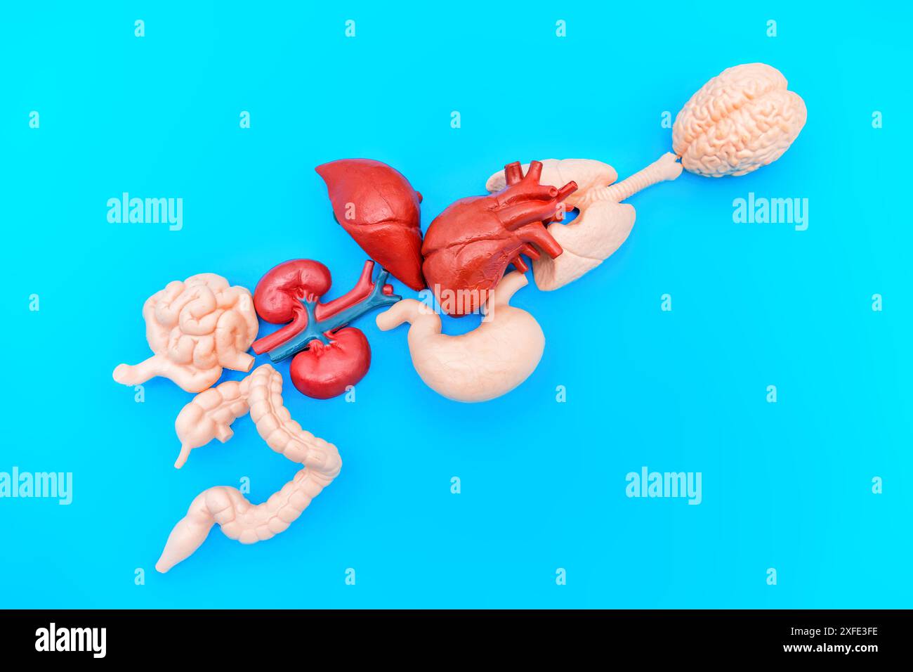 Set of anatomical models representing essential human organs — brain, lungs, heart, stomach, liver, kidneys and intestines — arranged in anatomically Stock Photo