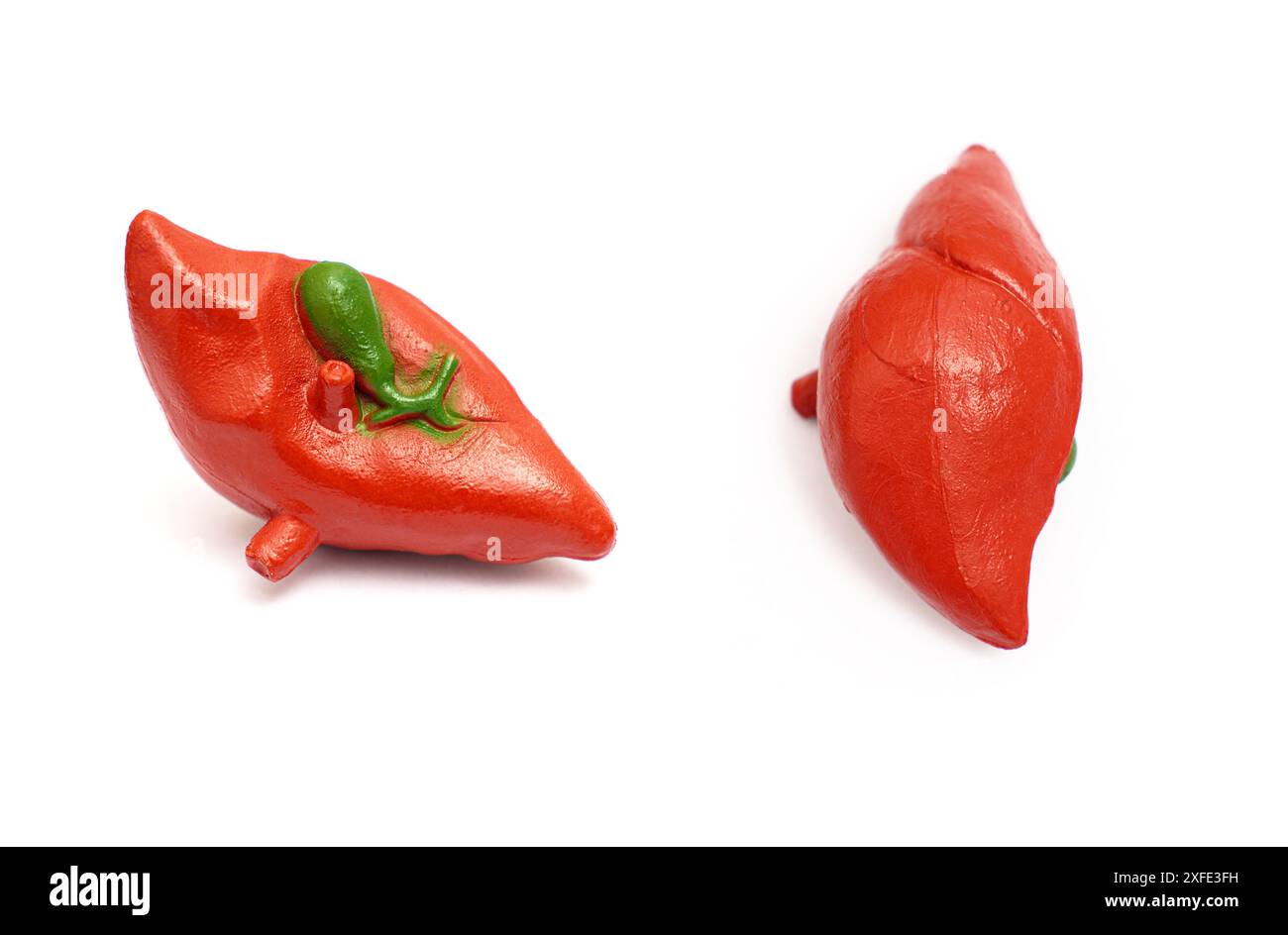 Pair of detailed anatomical models of the human liver isolated on a ...