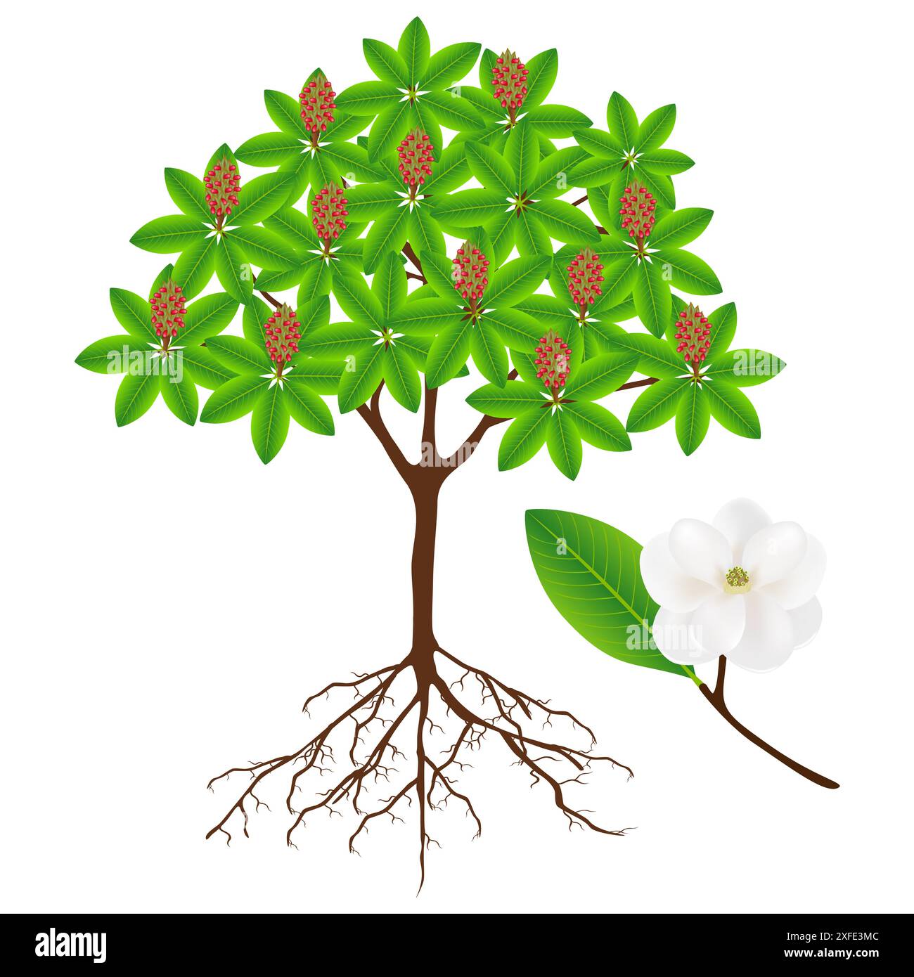 Grandiflora Stock Vector Images Alamy Grandiflora Stock Vector Images Alamy