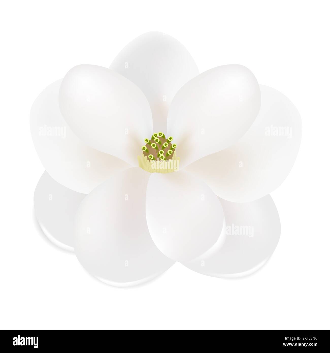 Botany magnolia Stock Vector Images - Alamy