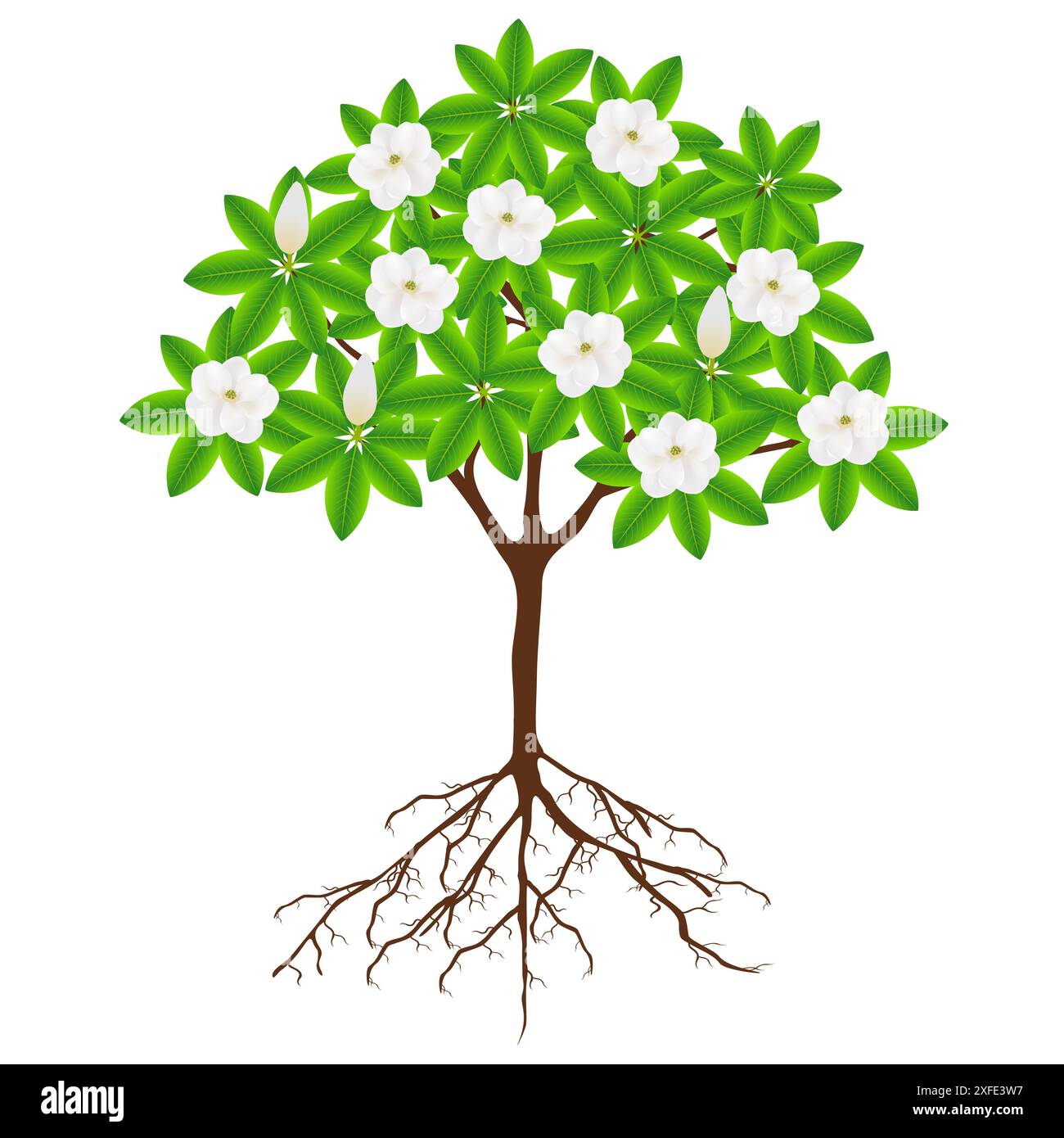 Magnolia Roots Invasive Magnolia grandiflora tree with flowers and roots on a white background ...